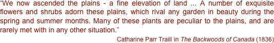 “We now ascended the plains - a fine elevation of land ... A number of exquisite flowers and shrubs adorn these plains, which rival any garden in beauty during the spring and summer months. Many of these plants are peculiar to the plains, and are rarely met with in any other situation.”
Catharine Parr Traill in The Backwoods of Canada (1836)  

